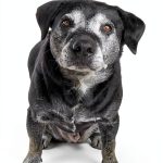 Dog Training Guide 2nd Edition by For The Love Of Moose-0
