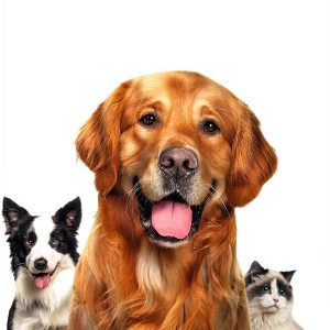 Dog Care & Health Guide by Tadornini Publishing-0