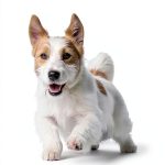 AZ Publishing's Animal Psychology Guide for Dog Owners-0