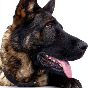 Ex Libertas Biographies of Law Enforcement: A True Story-0