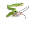 Snake Feeding Tongs 15 Inch Extra Long Stainless Steel by Mindow-6